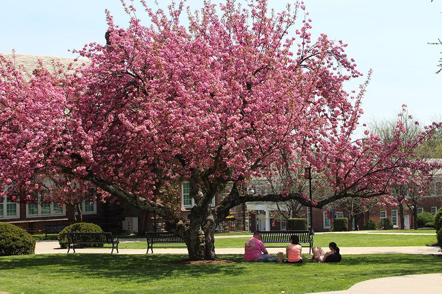 Three students sit under the ginkgo tree during the spring when it is in full bloom.