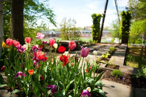 Flowers bloom the garden near 33 Pryer overlooking Mazzella field.